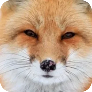 🫥