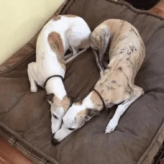 🤍