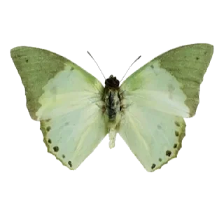 green & white aesthetic // by pine.appleee__