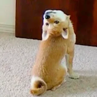 🐶