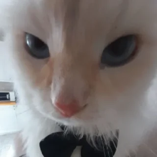 🤵