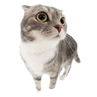 🐈