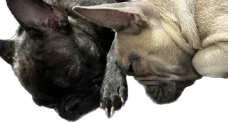 👬
