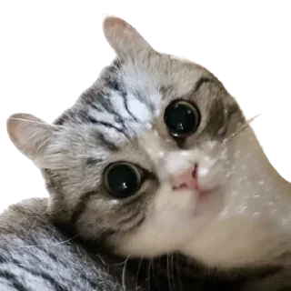 😺