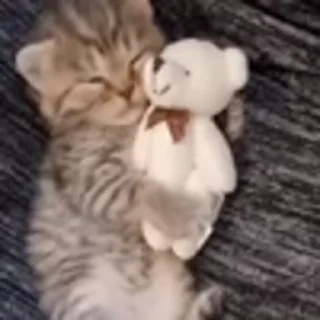 🐈‍⬛