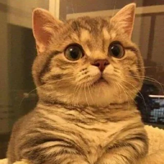 😺