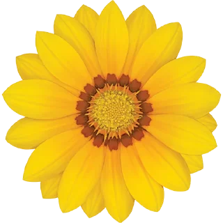 🌼