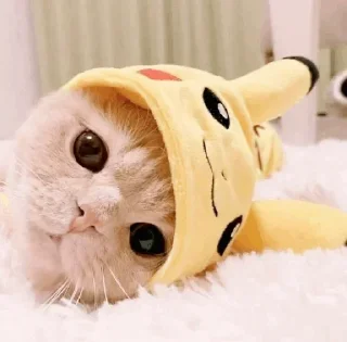 🐾