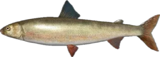 🎣