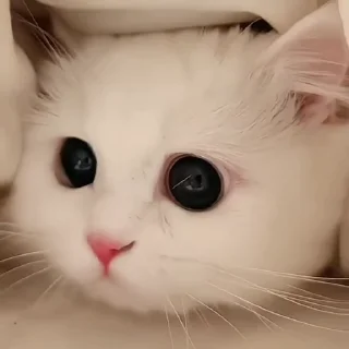 😻