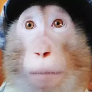 monkeys