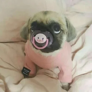 🐶