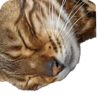 🐱