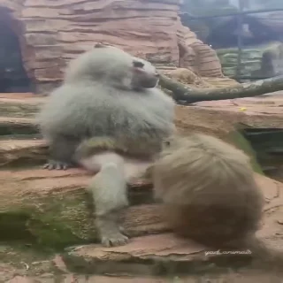 🍌