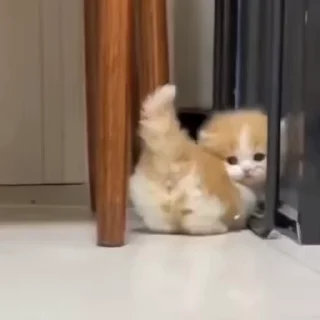 🌟