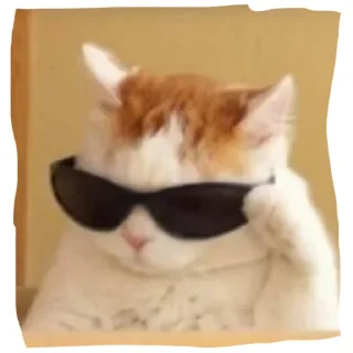 😎