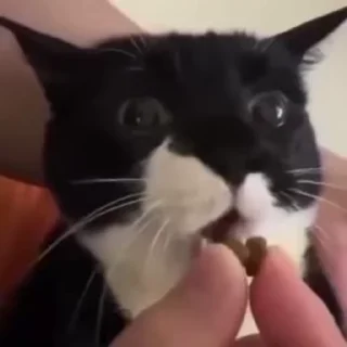 🍫
