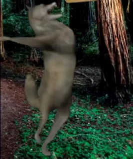 🐺