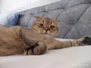 Буся