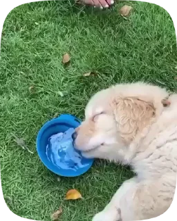 🐶