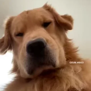 😤