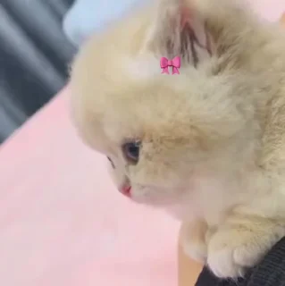 🐱