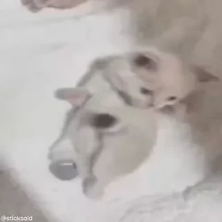 🥱