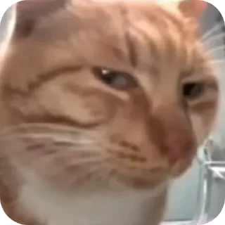 🐱