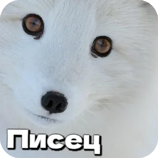🦊
