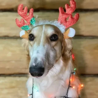 🎄
