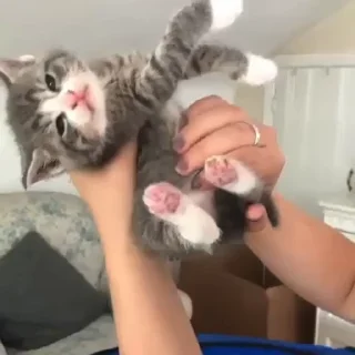 🐈‍⬛