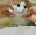 😸