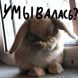 🐰