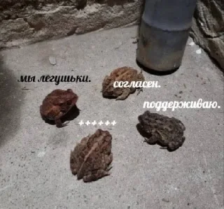 🐸