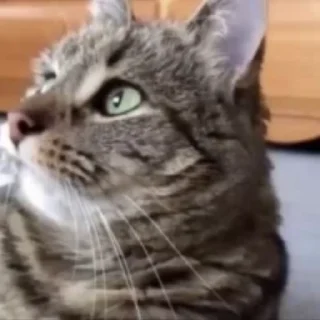 😵‍💫