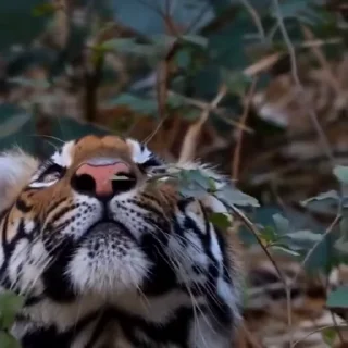 🤩