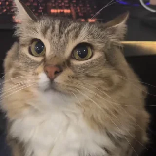 🌟