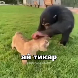 🌟