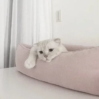 🥺