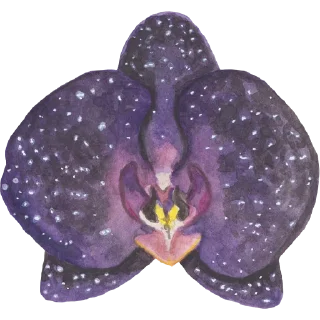 🌸