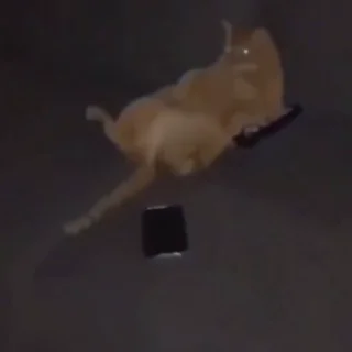 🐈