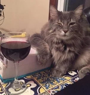 🐱