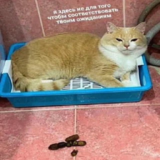 💩