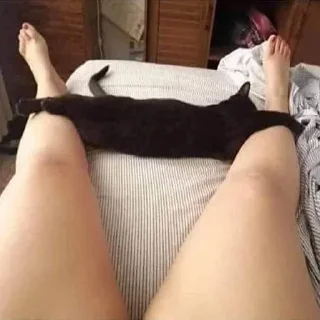 🐈