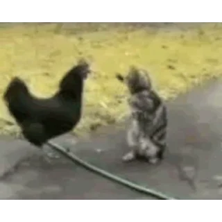 🐔