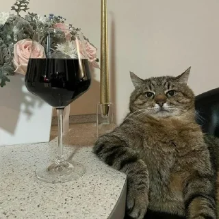 🐈