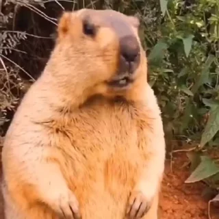 🦫