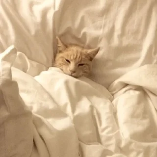 😴