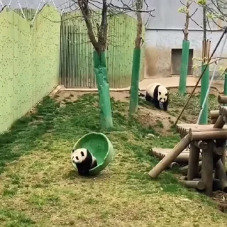 🐼