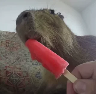 🍨